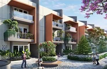 Ashish Krishna Maple fed